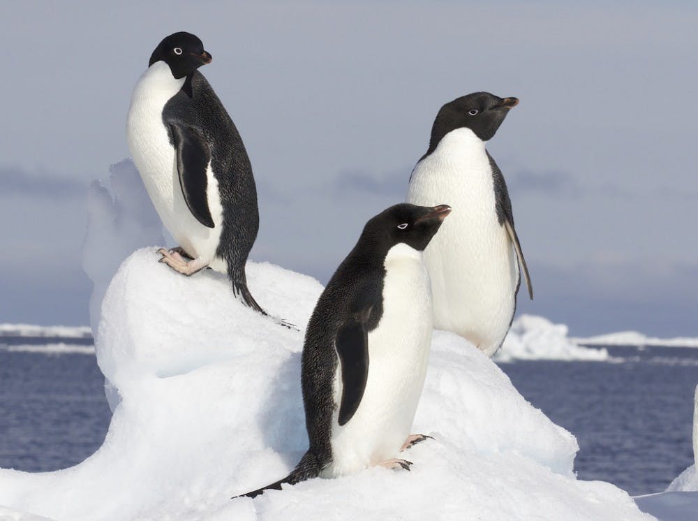 B9_penguin