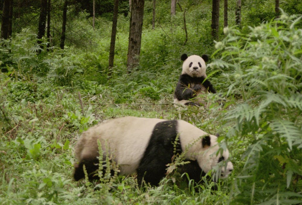 msu-helps-take-pandas-off-endangered-species-list-the-state-news