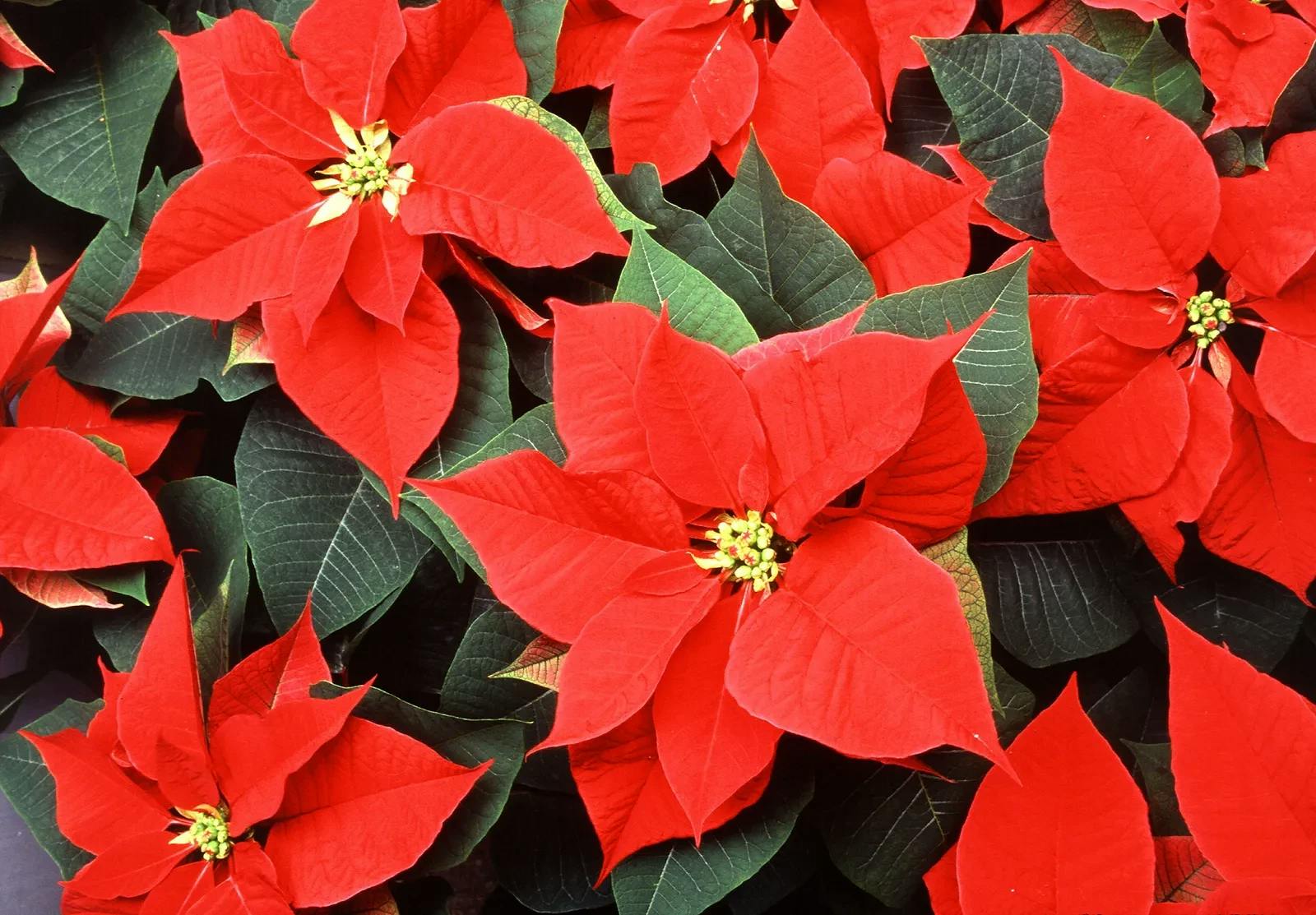 Poinsettia-1.jpg.webp