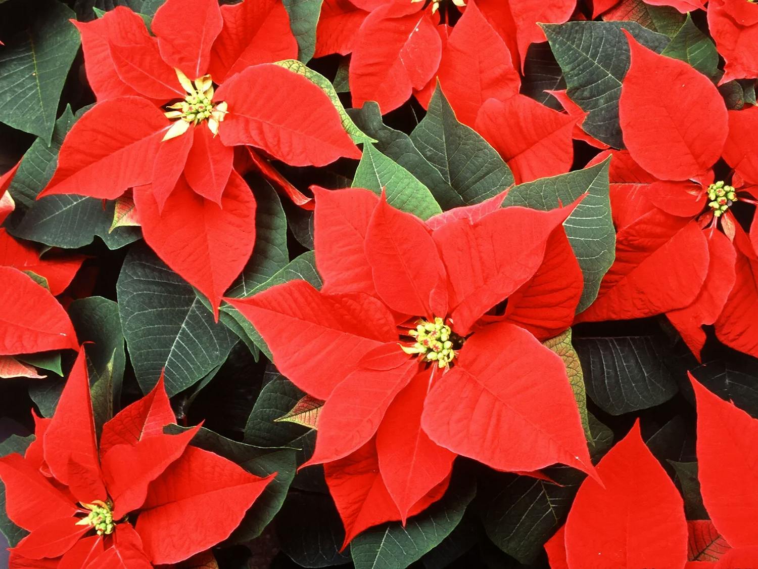 Poinsettia-1.jpg.webp