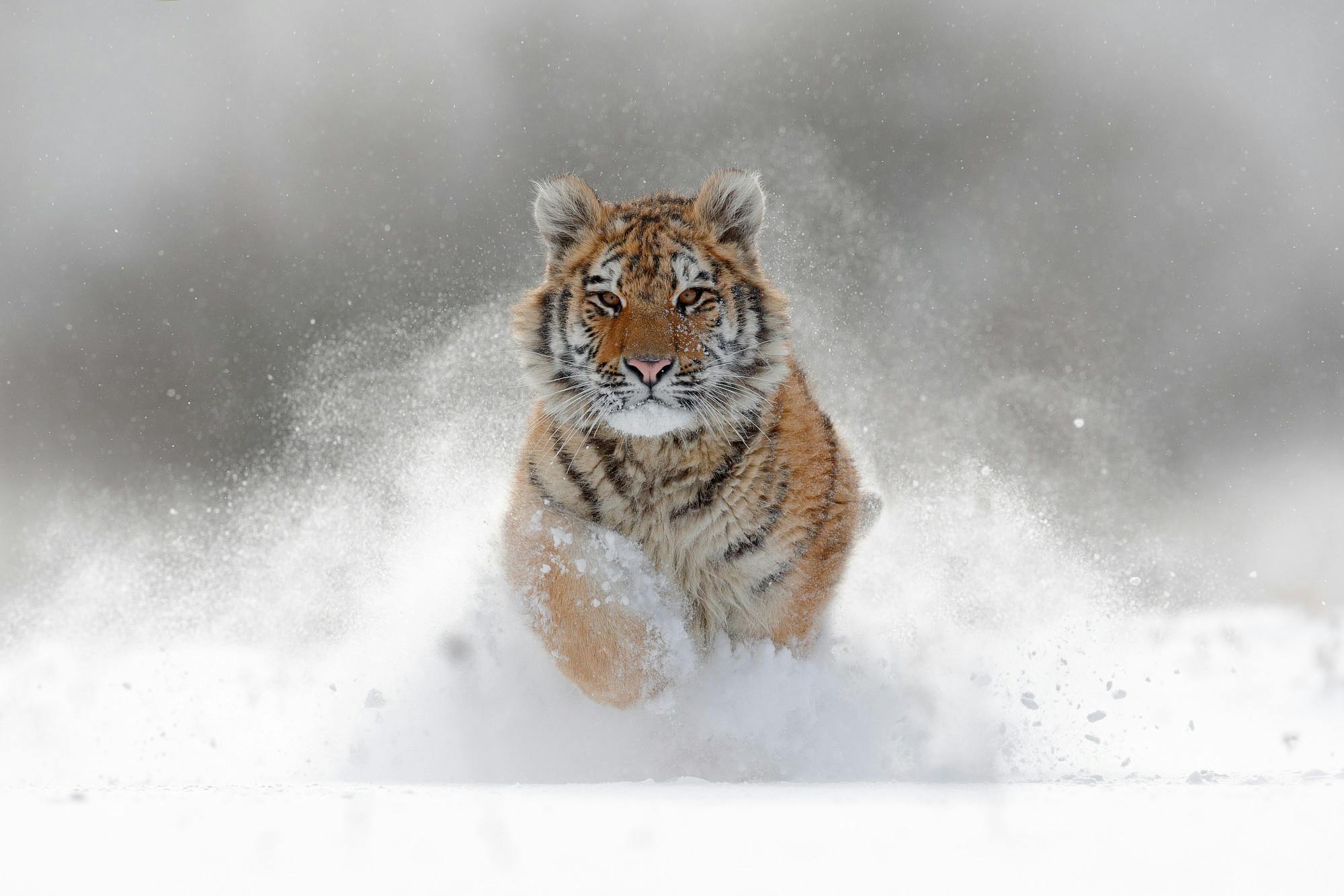 Tiger in wild winter nature.  Amur tiger running in the snow. Action wildlife scene with danger animal. Cold winter in tajga, Russia. Snowflake with beautiful Siberian tiger, Panthera tigris altaica