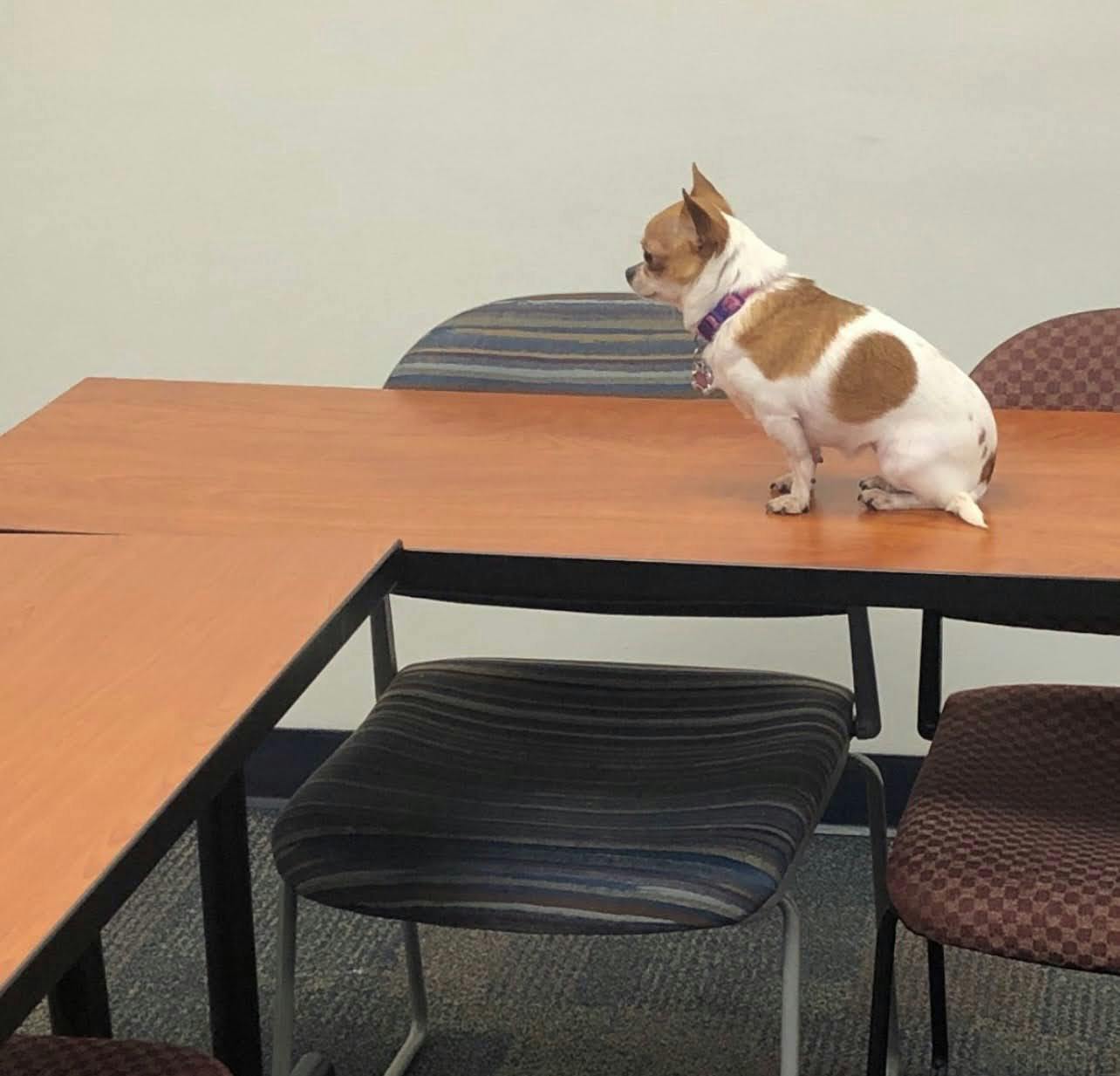 kevin boyle’s dogs