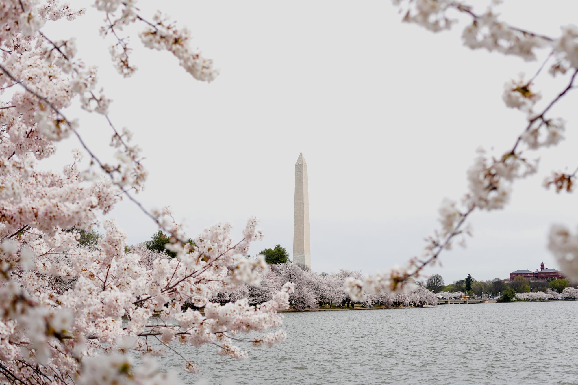 Blossom_Article_Header