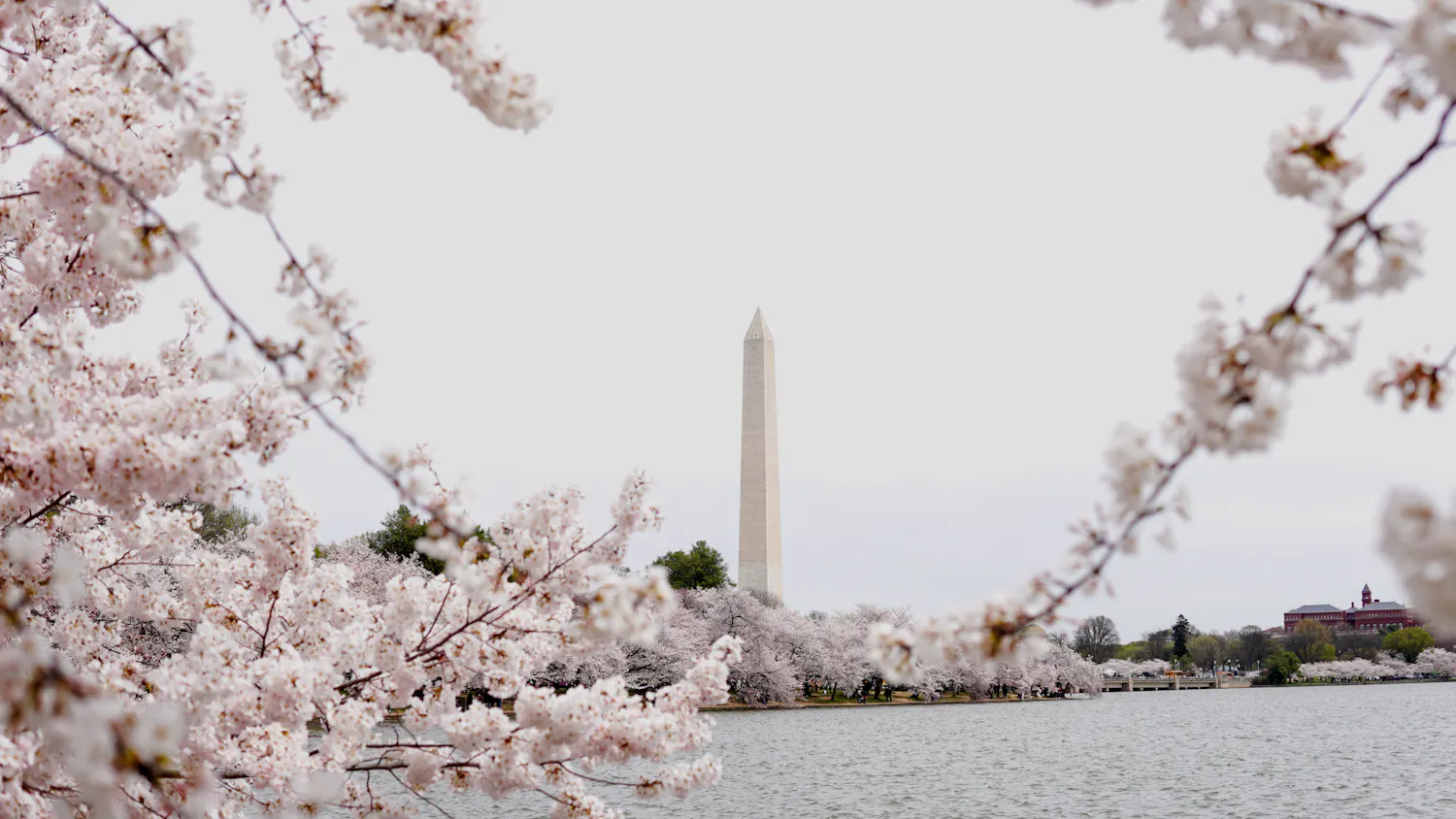 Blossom_Article_Header