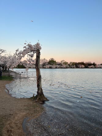cherry blossom stumpy pic