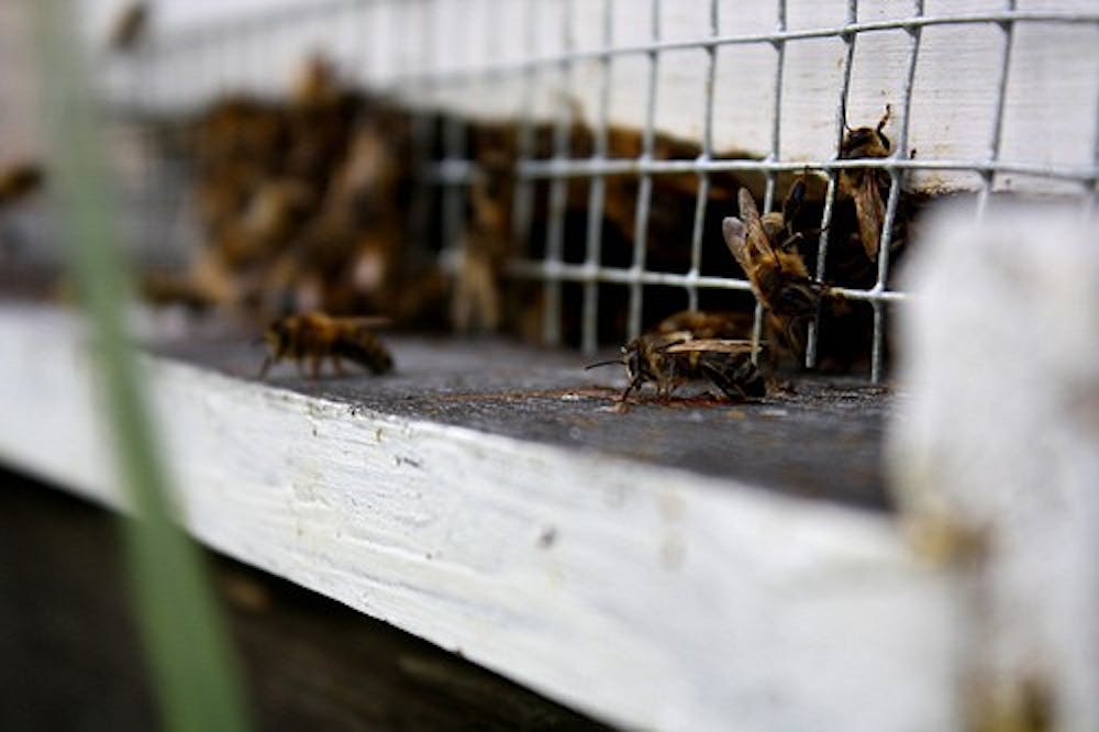 Beekeeping society grapples with tough winter for AU bees