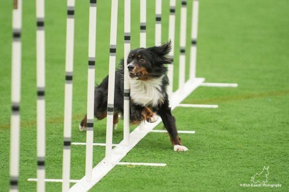 Professor, service dog travel world to compete in agility