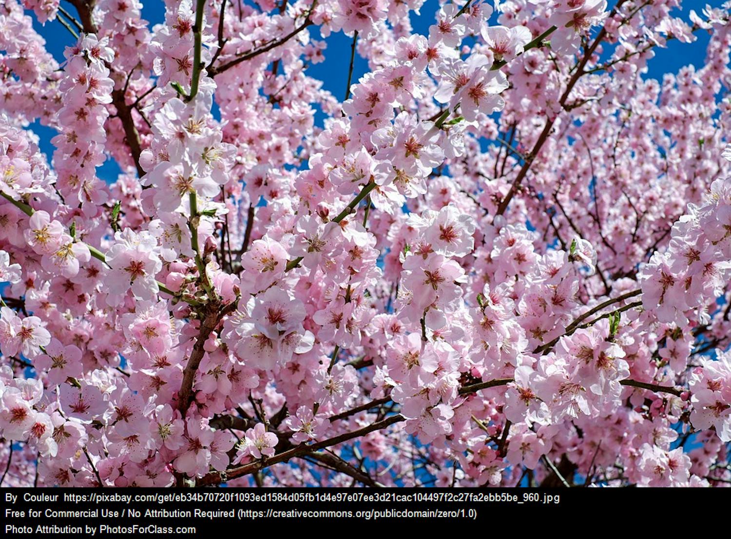 Celebrate cherry blossoms and more this weekend in D.C.