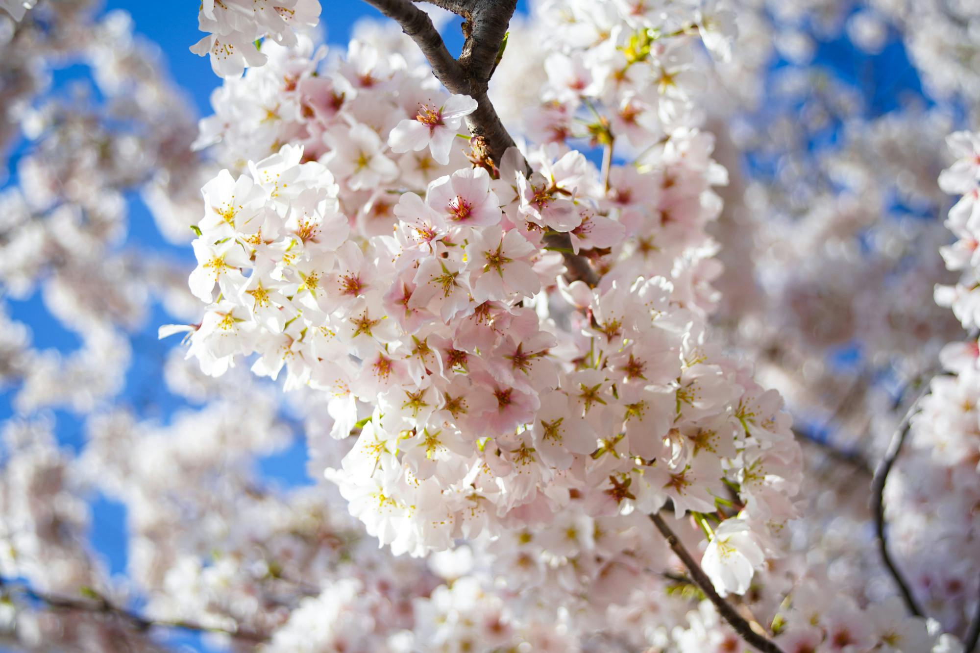 Cherry_Blossoms