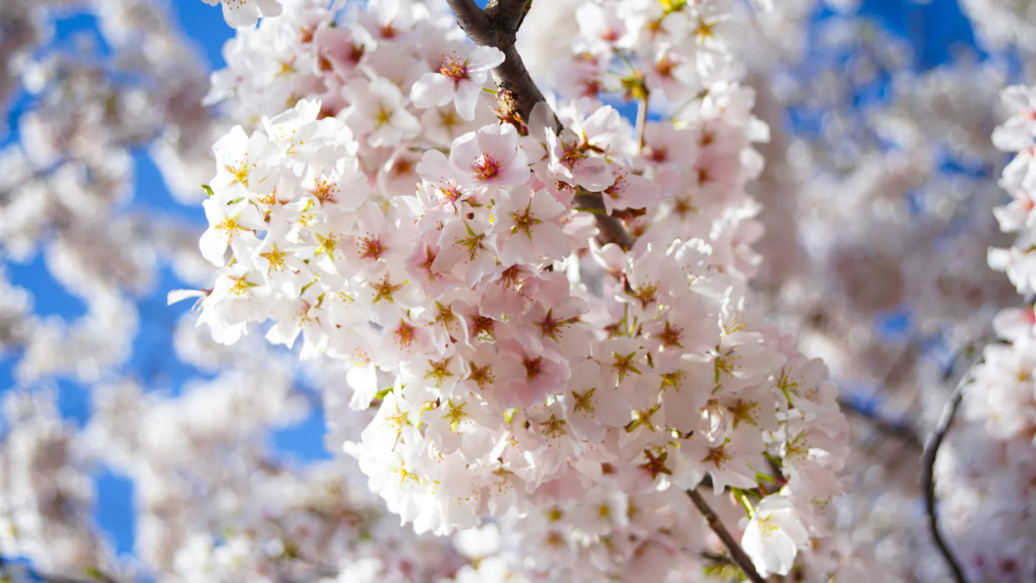 Cherry_Blossoms