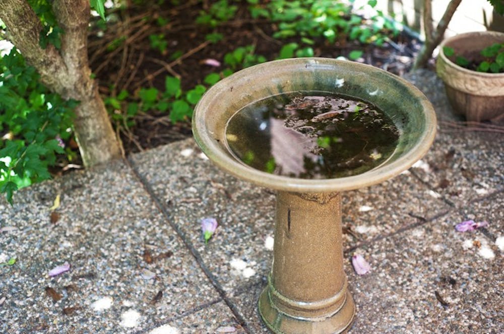 Birdbaths with standing water can host mosquito larvae if they are not empties regularly.