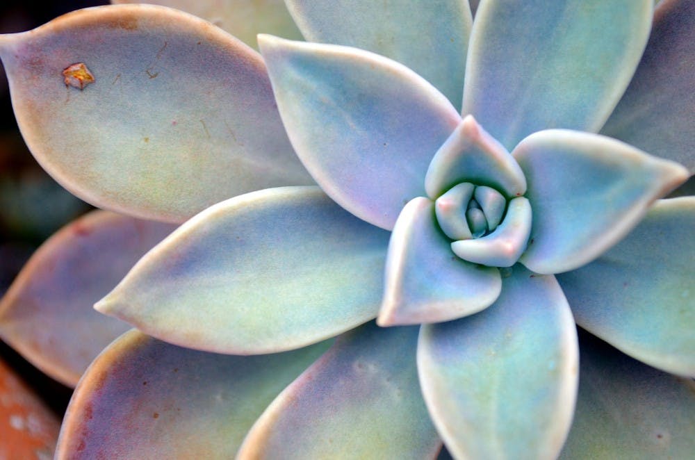 Best plants for dorm or apartment living