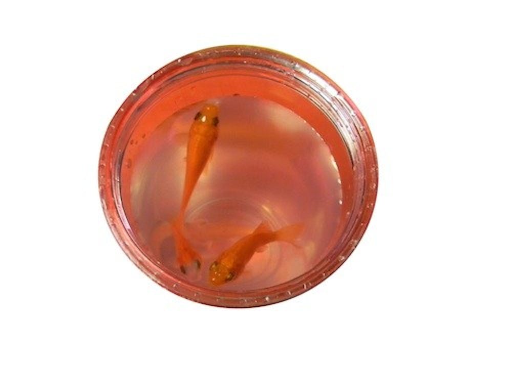 A group of Hughes Hall residents stored three goldfish in a cup while they changed their water.
