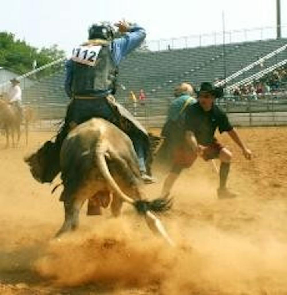 STEER CAREFULLY - The Atlantic Stampede incorporates traditional rodeo events, like steer riding and chute dogging, along with original events, such as the Wild Drag Race and steer decorating.