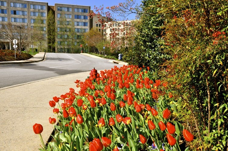 AU\'s campus celebrates Earth Week in 2011.