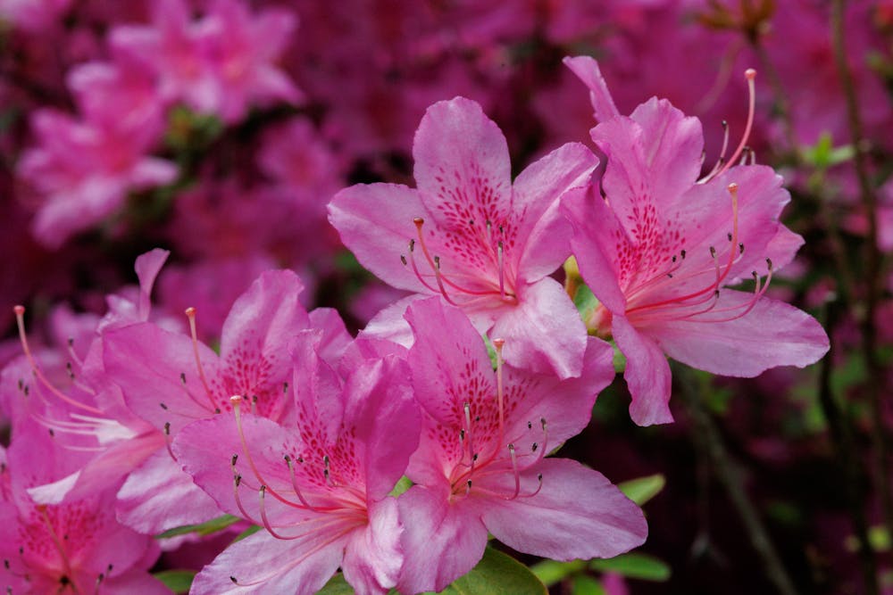 campus beautification day pic