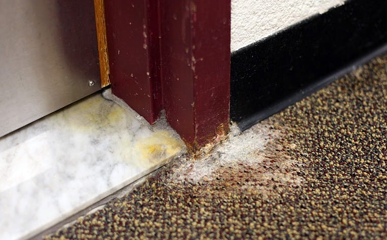 FLOOR FUZZ â€” Mildew is a large problem in the McDowell dorm, according to some residents. The allergen makes an appearance every fall because of moisture in the carpets and food students bring into their rooms, according to William Suter, director of Facilities Management.