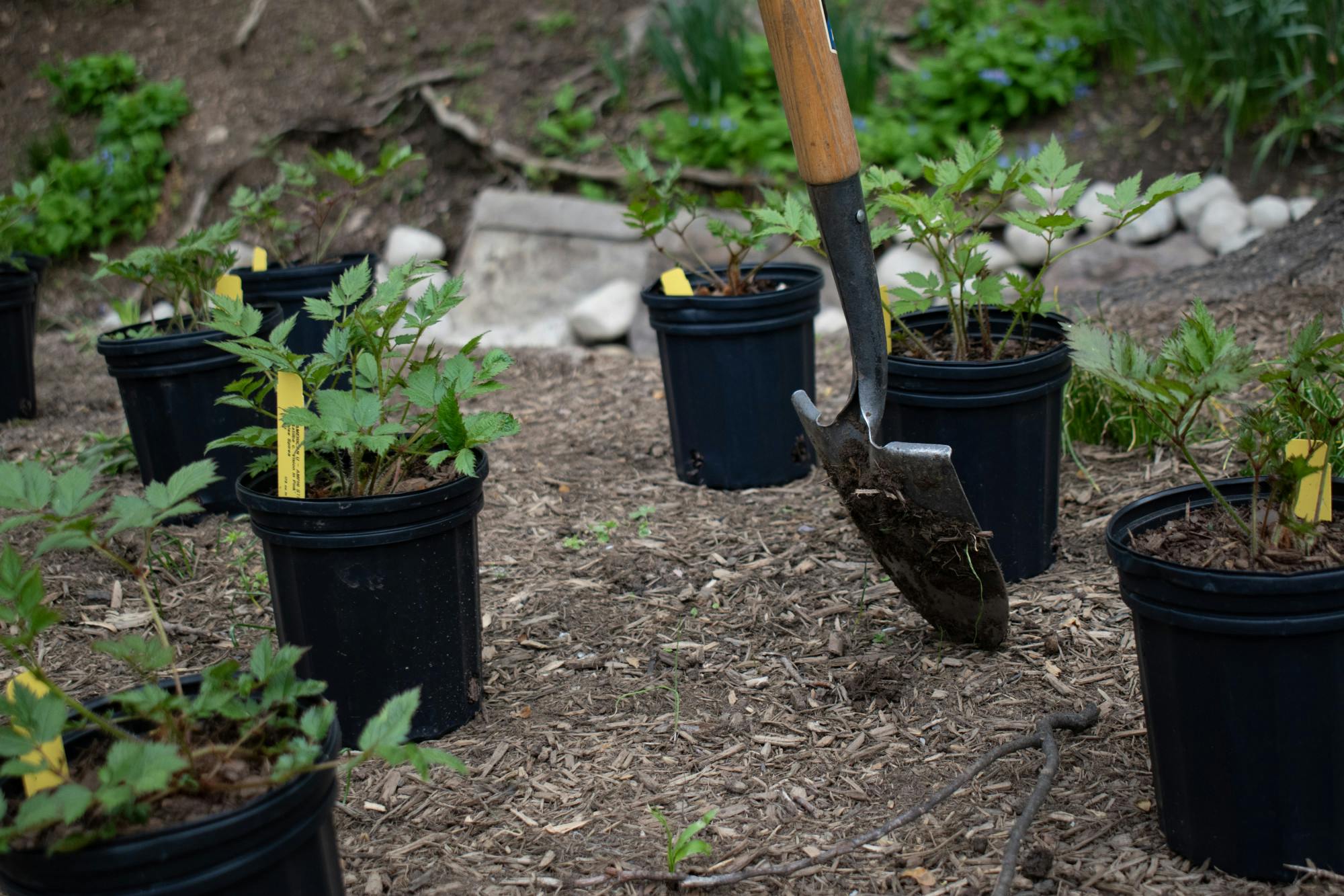 campus beautification Photo #1