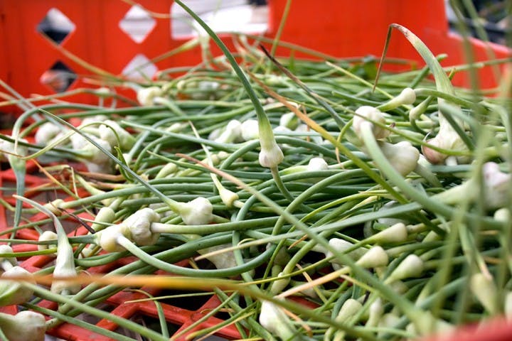 FRESH FROM THE FARM â€” Allan Balliett delivers organic produce to AU students and faculty once a week through the Community Supported Agriculture program. The program saw a drop in membership this year.