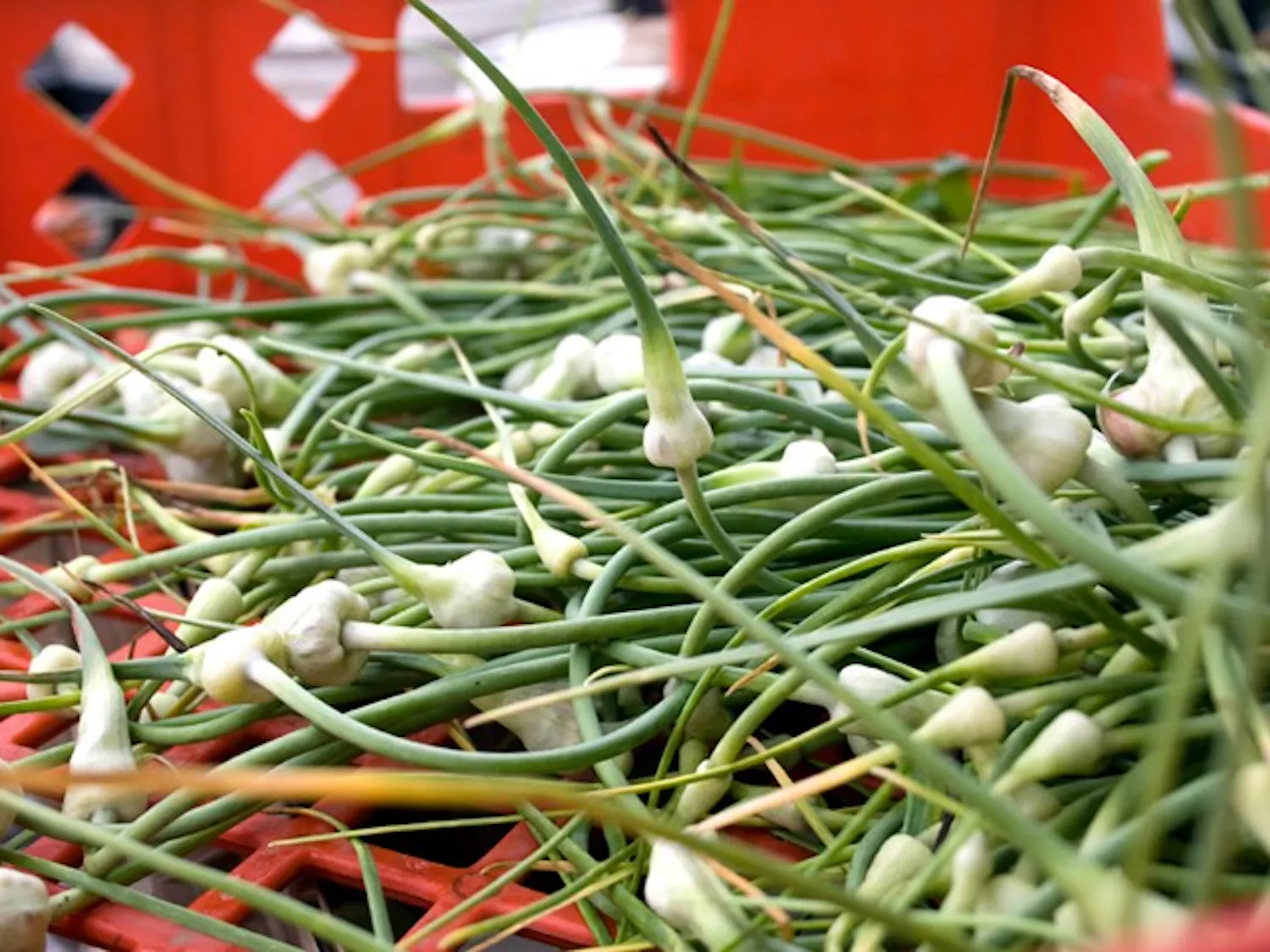 FRESH FROM THE FARM — Allan Balliett delivers organic produce to AU students and faculty once a week through the Community Supported Agriculture program. The program saw a drop in membership this year.