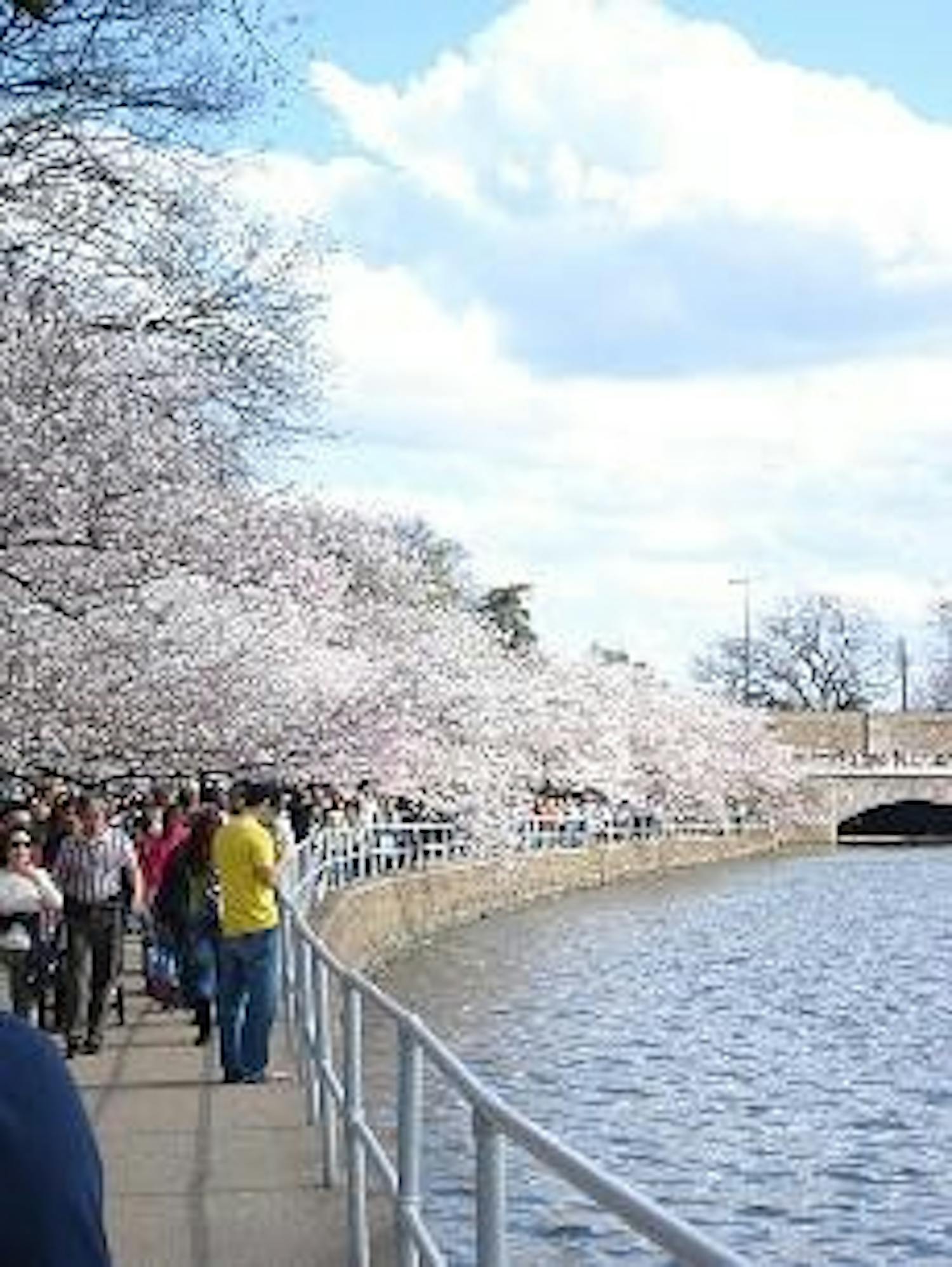 All IN BLOOM - Tourists crowd the Tidal Basin to admire the seasonal sight during what experts marked as the peak bloom period of the cherry trees. Two weekends of festivities took place in the District to commemorate the arrival of spring, including the 