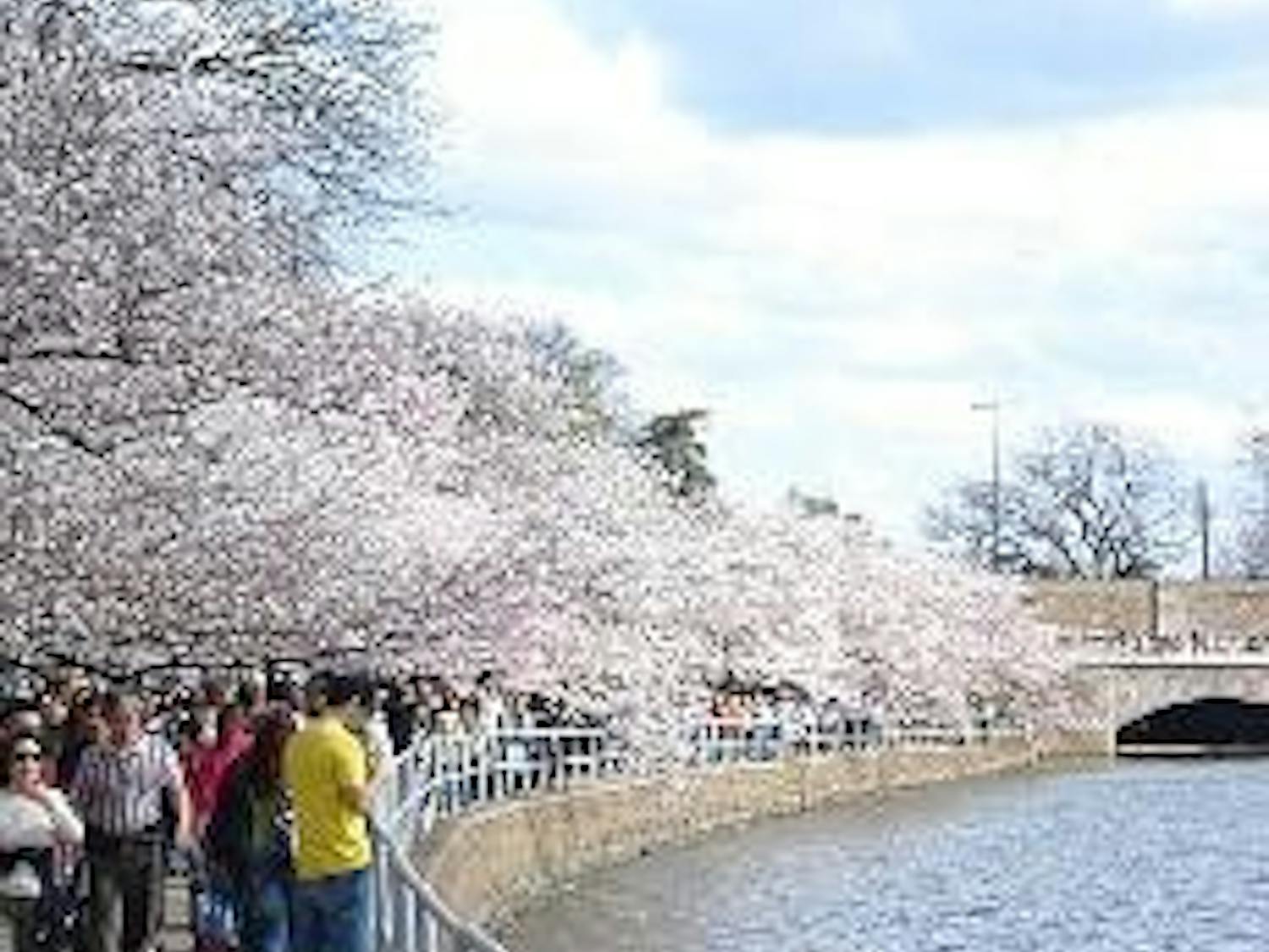 All IN BLOOM - Tourists crowd the Tidal Basin to admire the seasonal sight during what experts marked as the peak bloom period of the cherry trees. Two weekends of festivities took place in the District to commemorate the arrival of spring, including the 