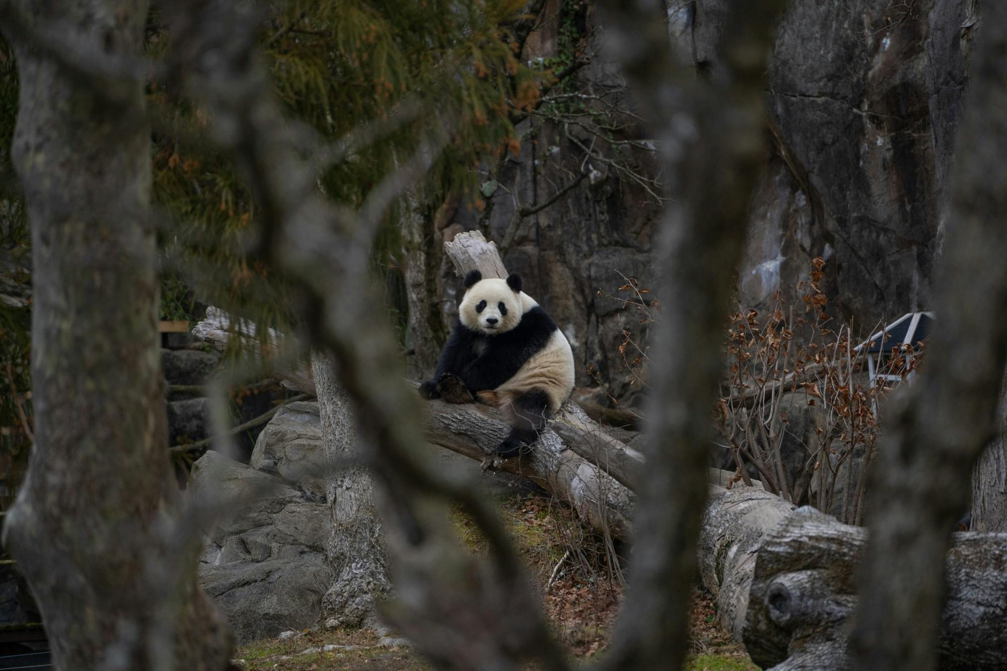 return of the pandas pic