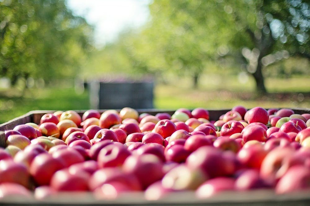 The Scene’s guide to the best fall festivals in DC