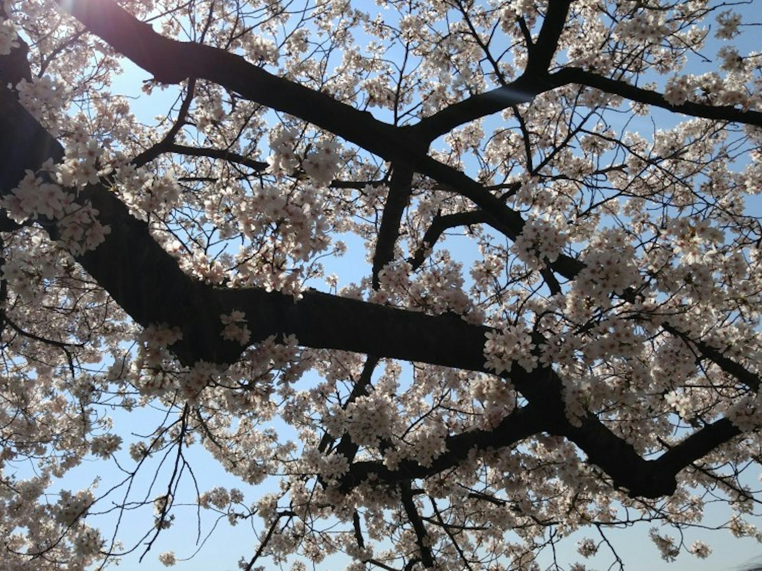 cherry blossoms