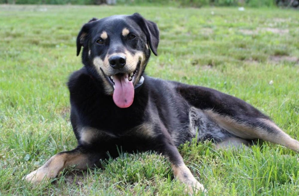 Local owner asks for help finding missing dog