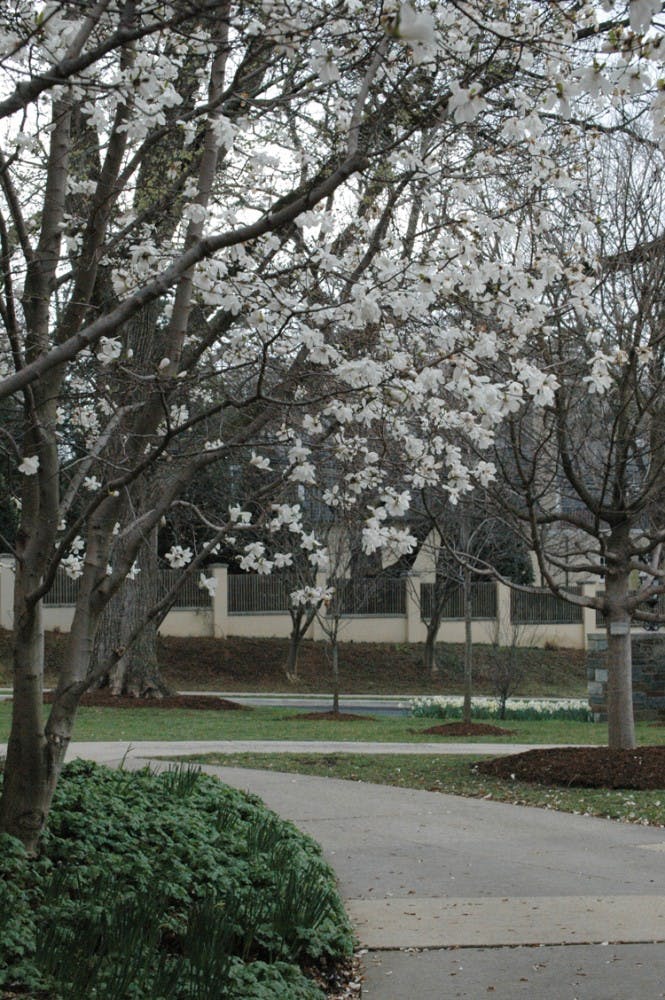IN BLOOM â€” AU is home to the rare Franklinia tree, one of only 2,000 in the world. AU is the only D.C. college to have arboretum status.