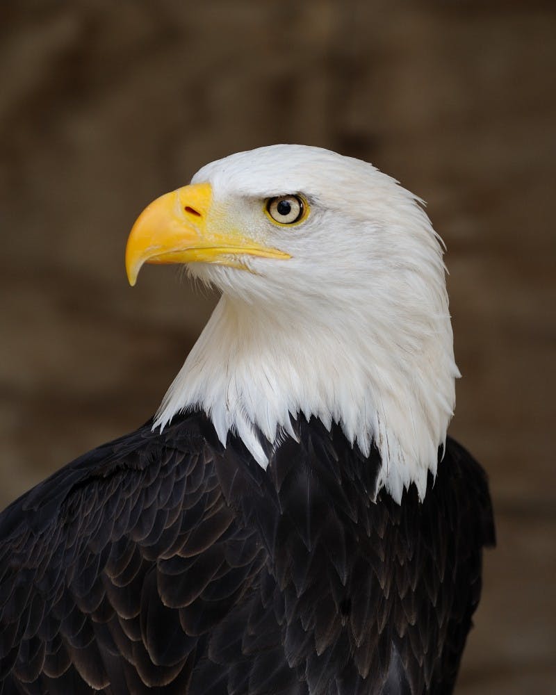 bald eagle