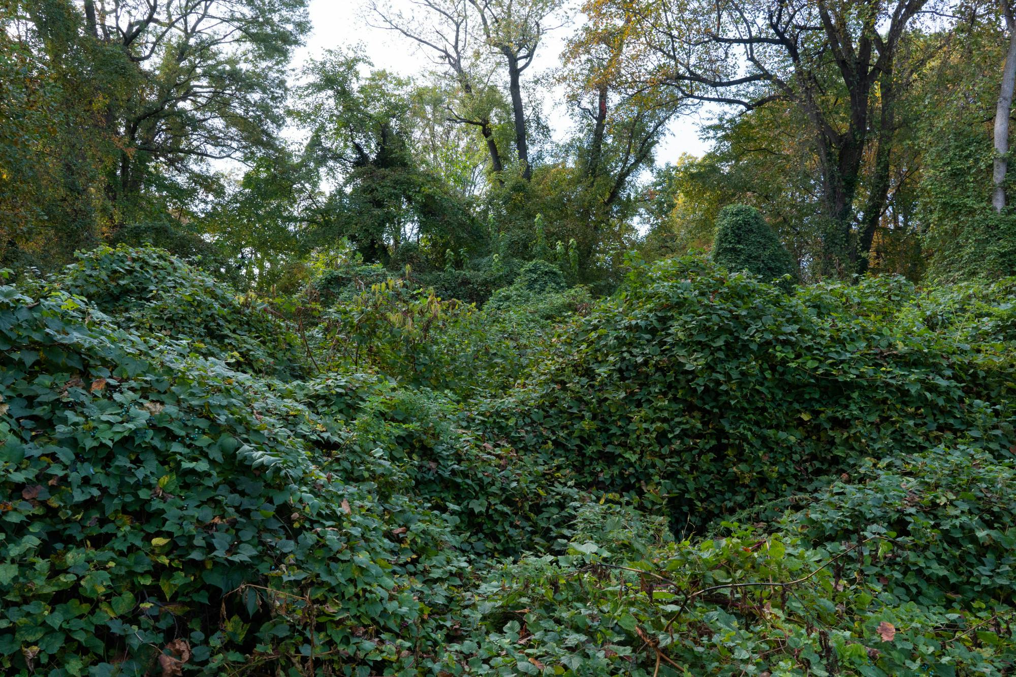 Invasive plants in DC