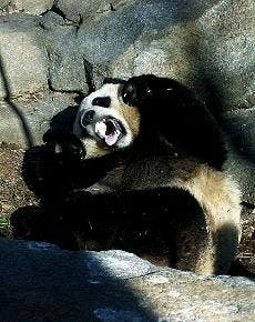 The National Zoo may keep Tai Shan for longer. 