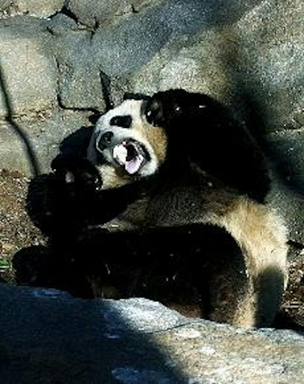 The National Zoo may keep Tai Shan for longer. 