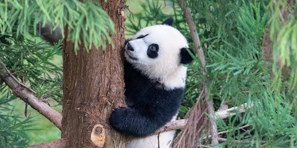 DC said goodbye to its giant pandas at National Zoo’s ‘Panda Palooza’