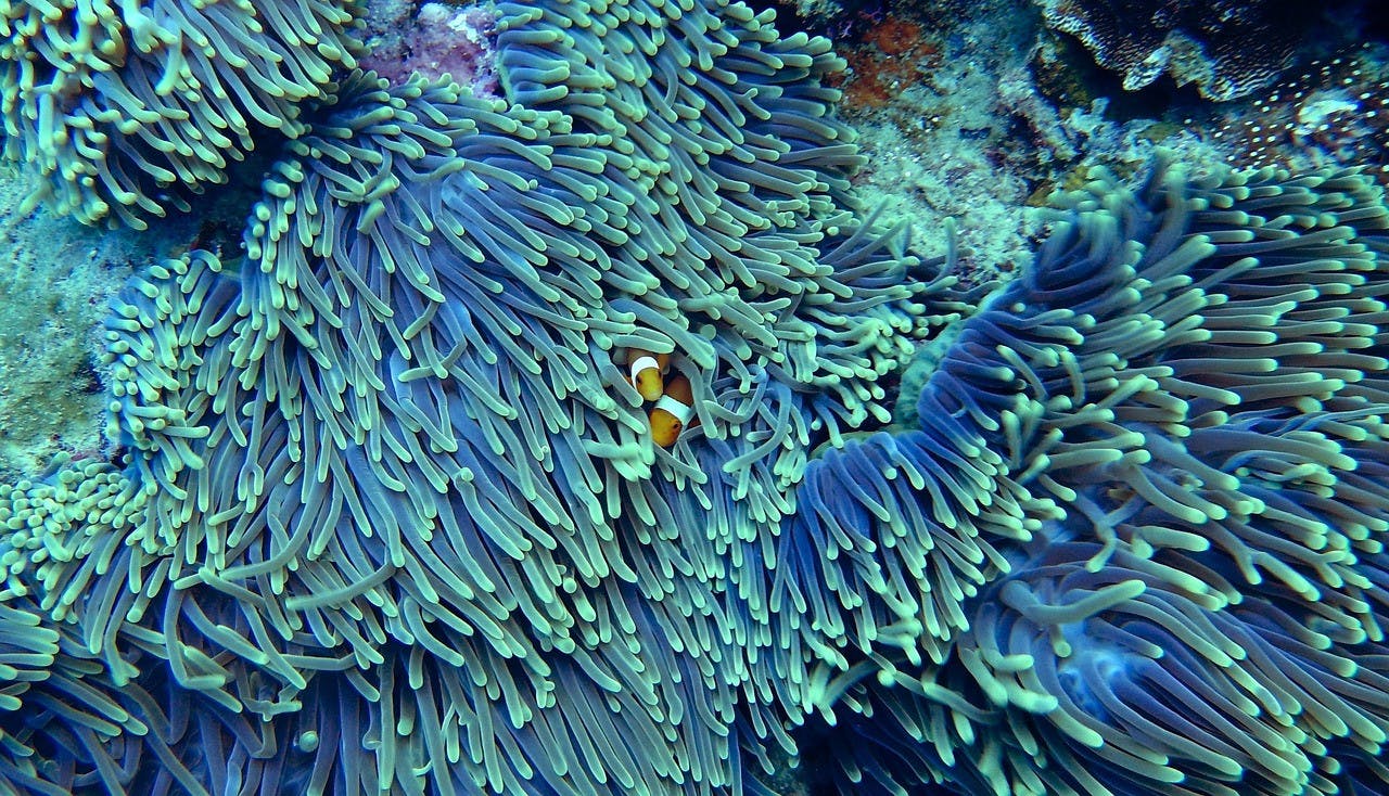 coral reef pic