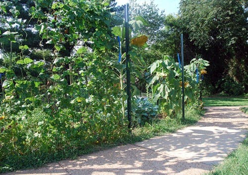 EAT YOUR GREENS -- The garden EcoSense planted behind Nebraska Hall in May of last year remained healthy throughout the summer. Volunteers enjoy vegetables such as tomatoes, eggplants, pumpkins and carrots they grow themselves. The only crop that did not survive was the broccoli.