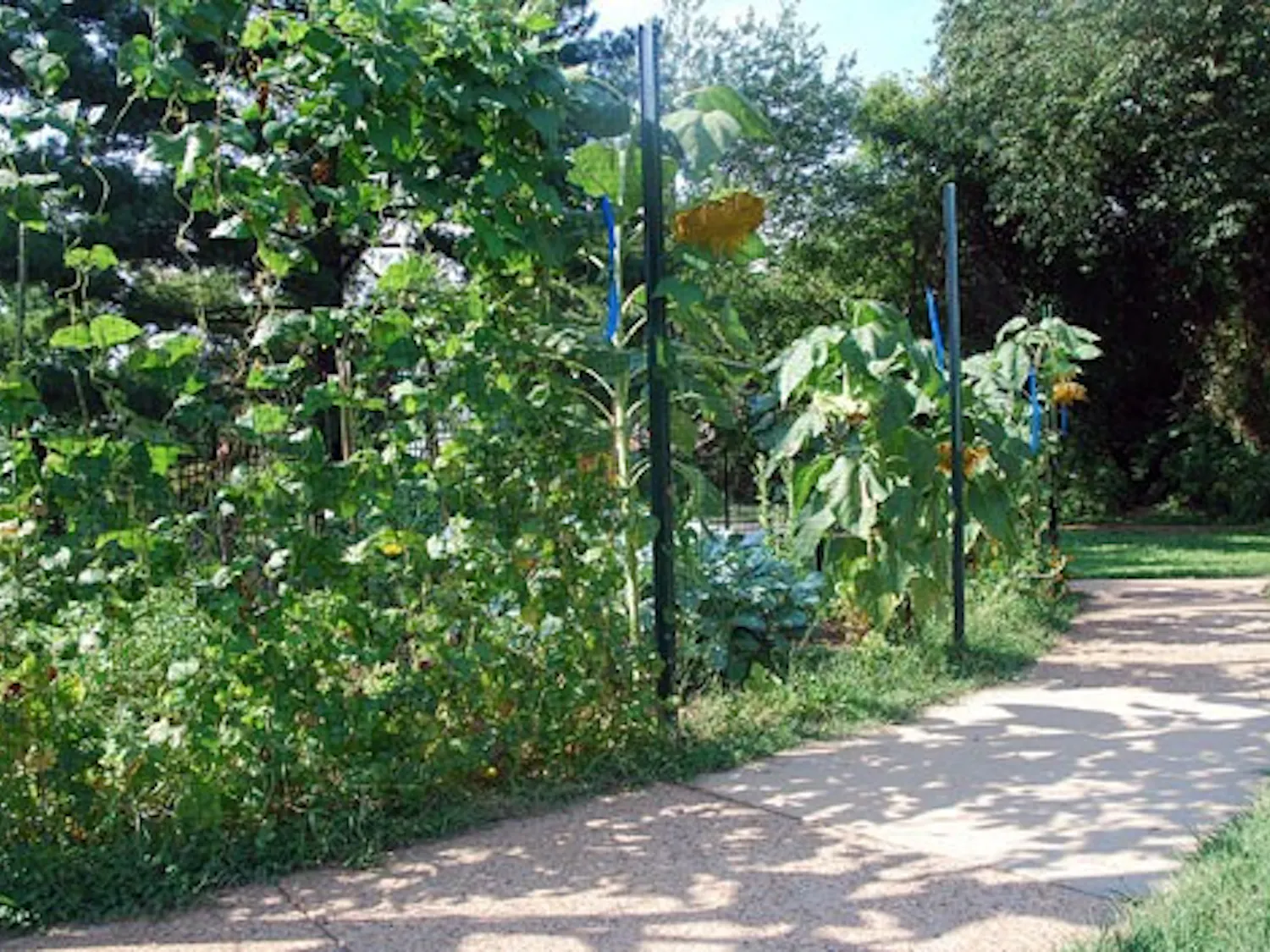 EAT YOUR GREENS -- The garden EcoSense planted behind Nebraska Hall in May of last year remained healthy throughout the summer. Volunteers enjoy vegetables such as tomatoes, eggplants, pumpkins and carrots they grow themselves. The only crop that did not survive was the broccoli.