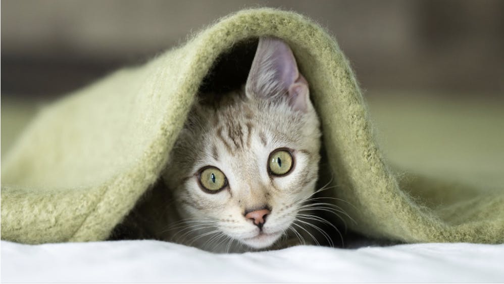 Screenshot 2026-04-15 at 3.33.19 PM.png