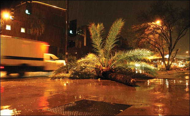 082908-PALM-TREES-(WEB)