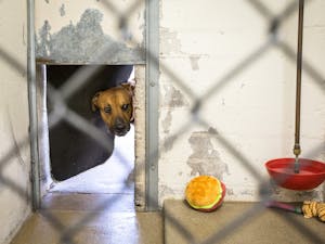 ASU Now - Shelter Dogs