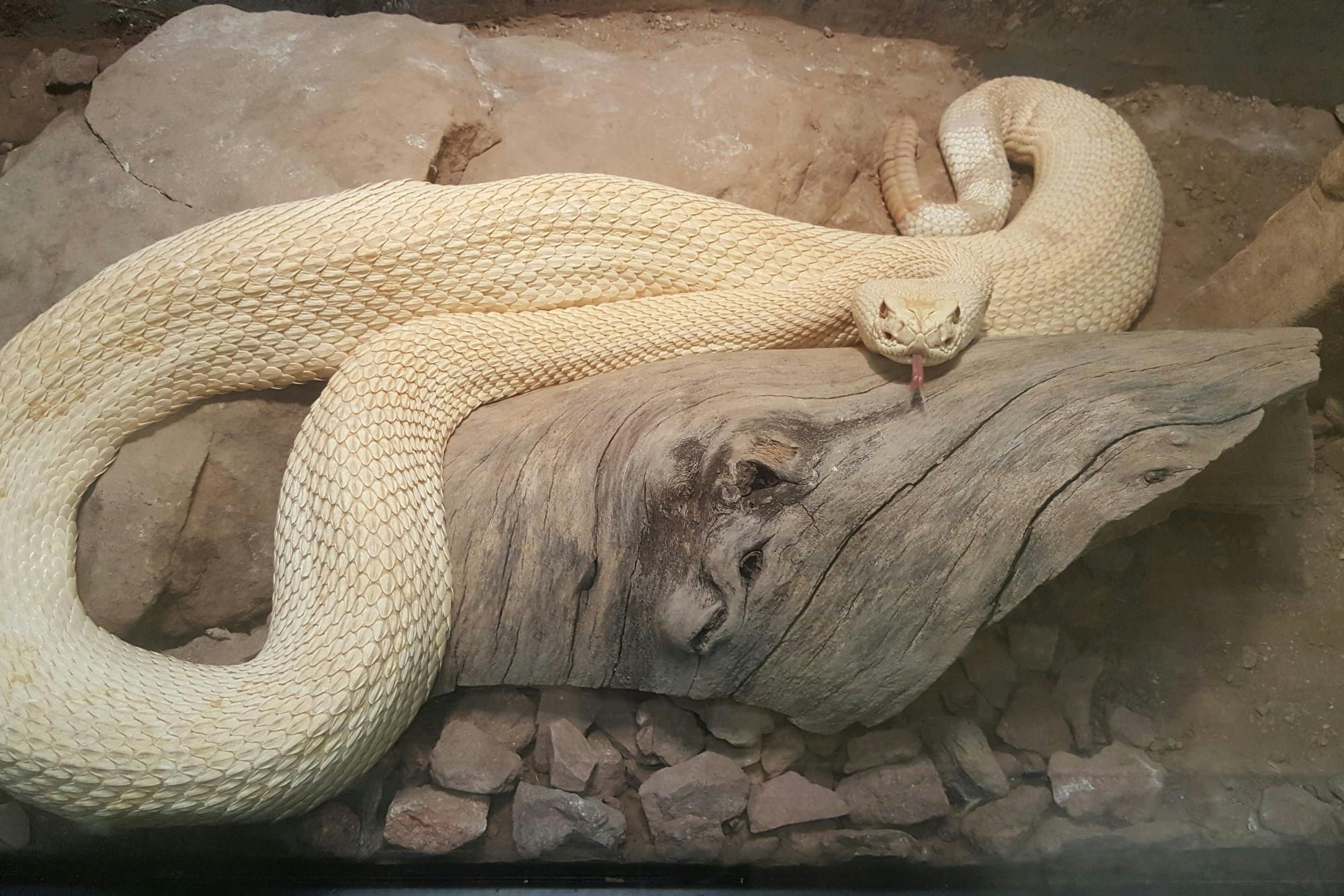 undated Hector the snake