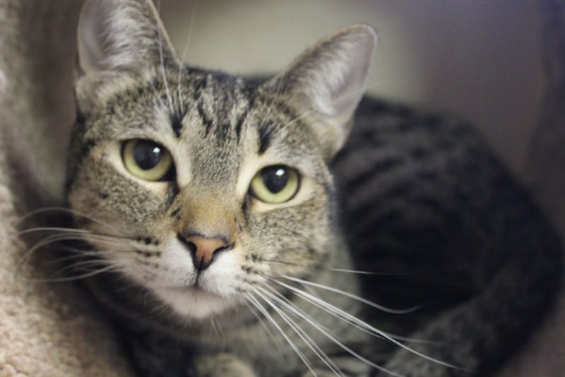 La Gattara Cat Cafe and Wine Bar hosts Kickstarter launch party to