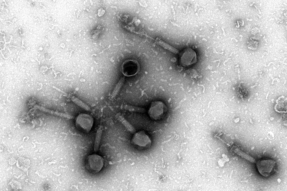 Lucia's Phage_Cuervo 2.png