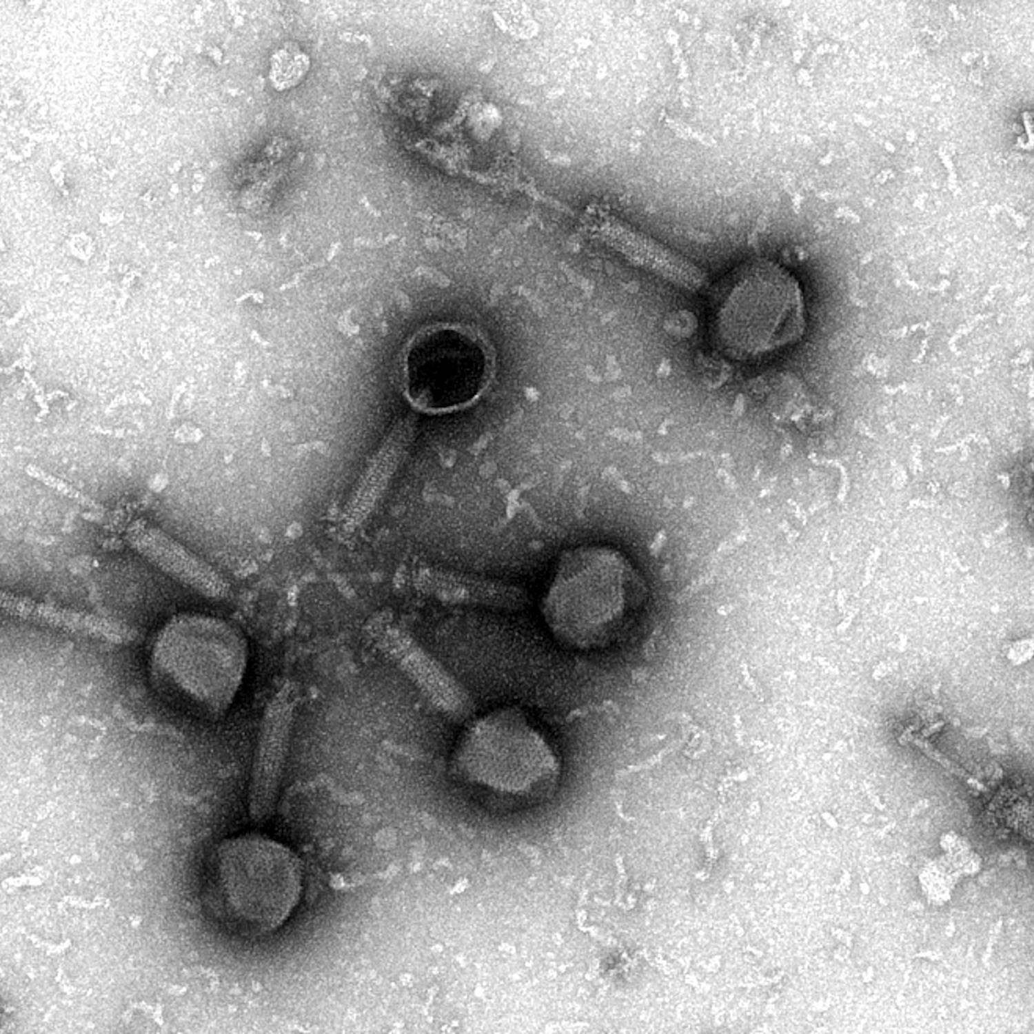 Lucia's Phage_Cuervo 2.png