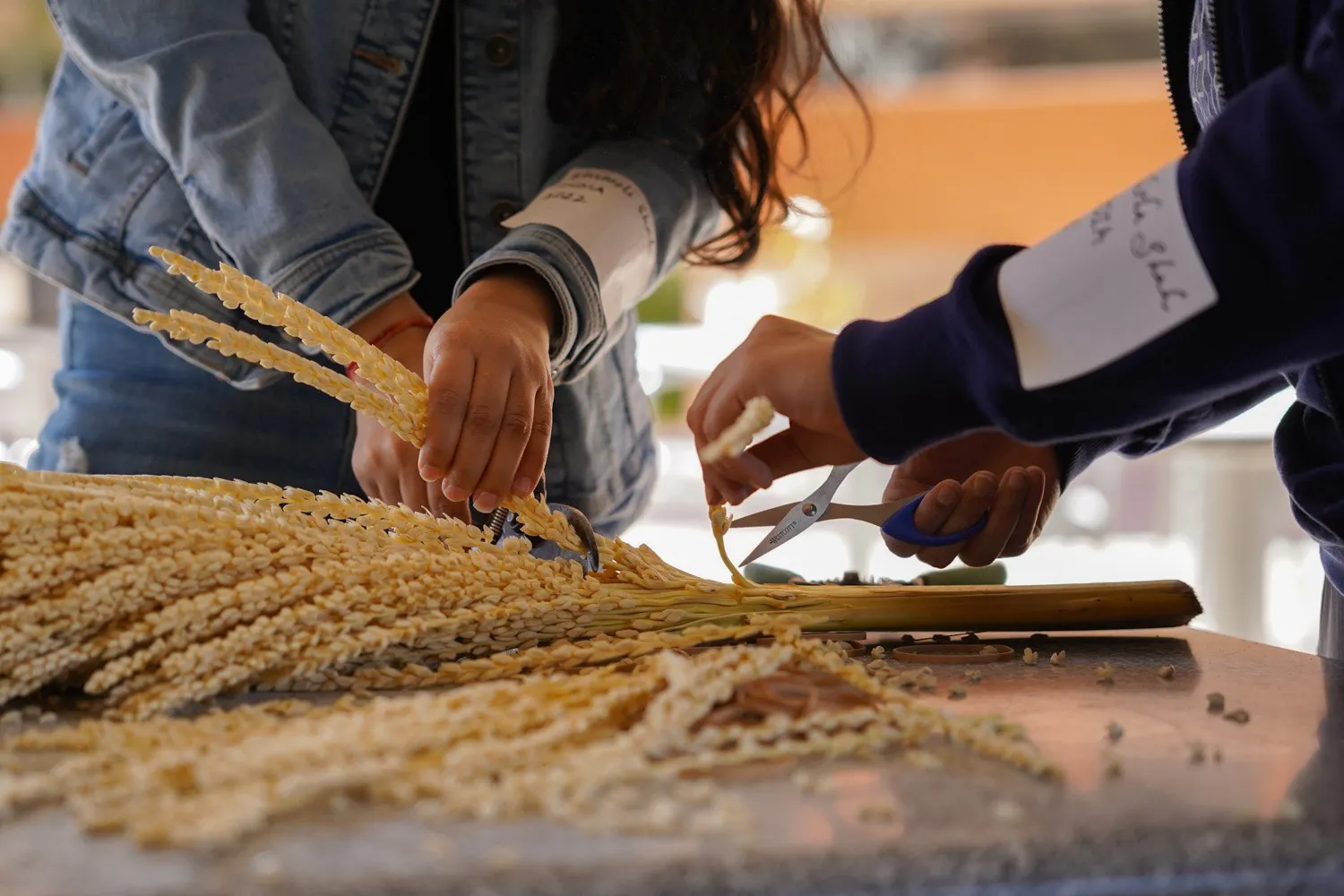 Interfaith Palms 1.jpg