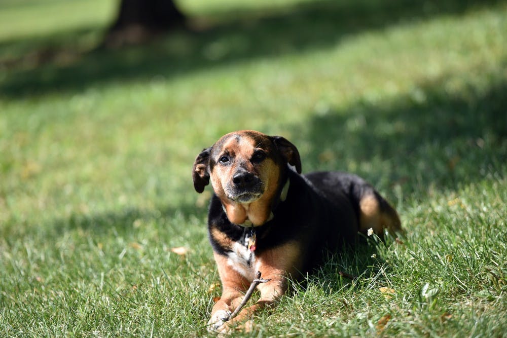 LIFE PETS-KATRINA-DOG 1 BZ