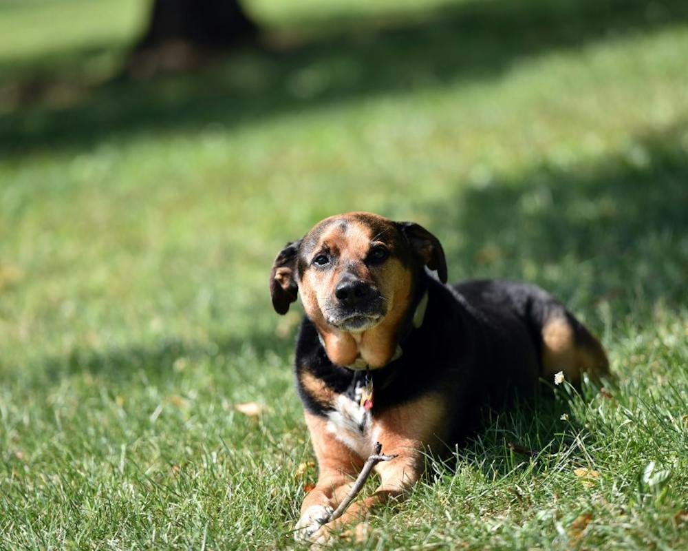 Dog Splitting 'Humanely' splitting up a dog and its owner actually inhumane and ...