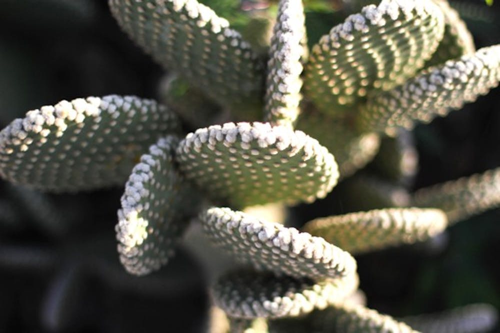 A group of prickly pear cacti grows on University Drive near the Tempe campus Monday afternoon. (Photo by Lisa Bartoli)